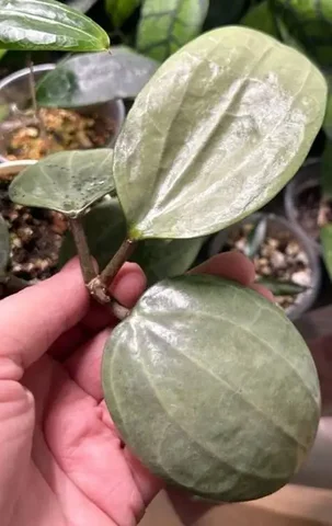 Хойя саравак Сильвер на срез - Лотерея в Красноярск