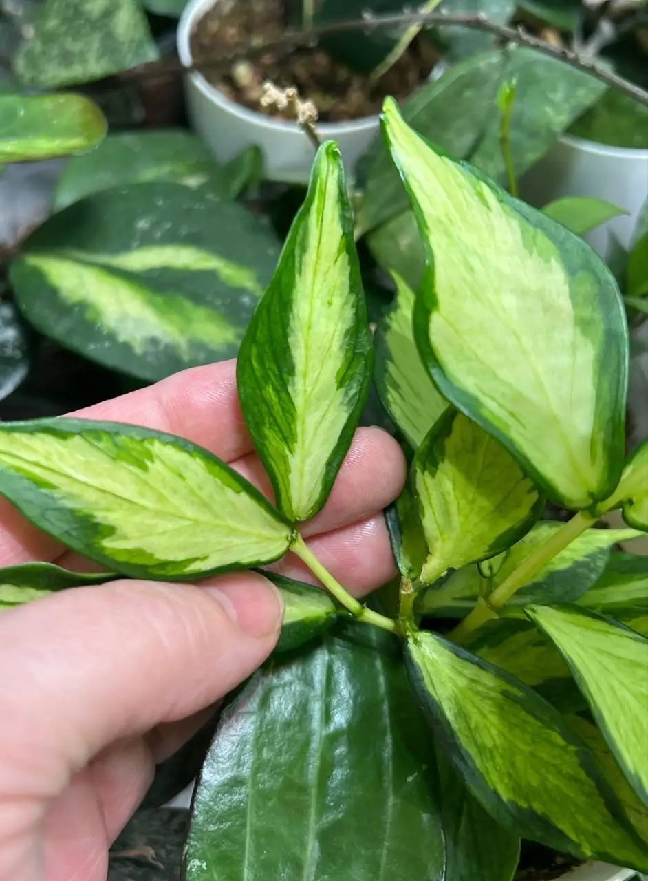 Хойя Полинейра вариегатная на срез - Комнатные растения (Хобби и отдых) в Красноярск