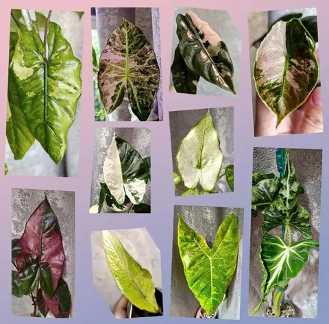 Продажа клубней и деток алоказии различных сортов - Радиоуправляемые модели в Братск