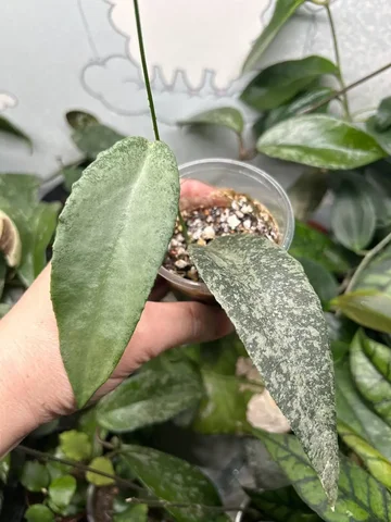 Хойя флагиллата Сильвер - Костюмы и атрибутика в Красноярск