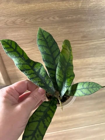 Хойя калистофилла Лонг - Костюмы и атрибутика в Красноярск