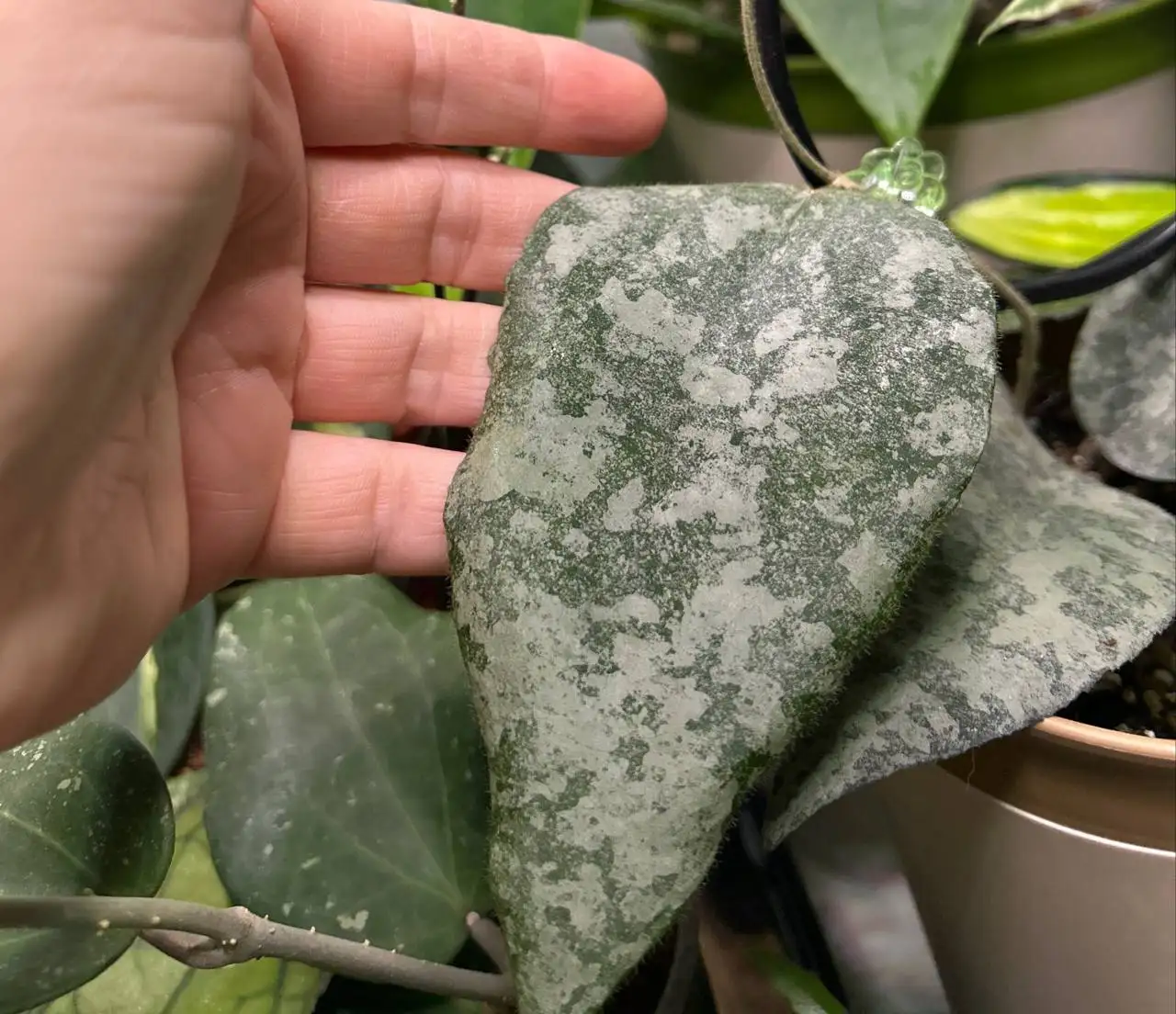 Хойя каудата Сильвер Ачех на срез - Комнатные растения (Хобби и отдых) в Красноярск