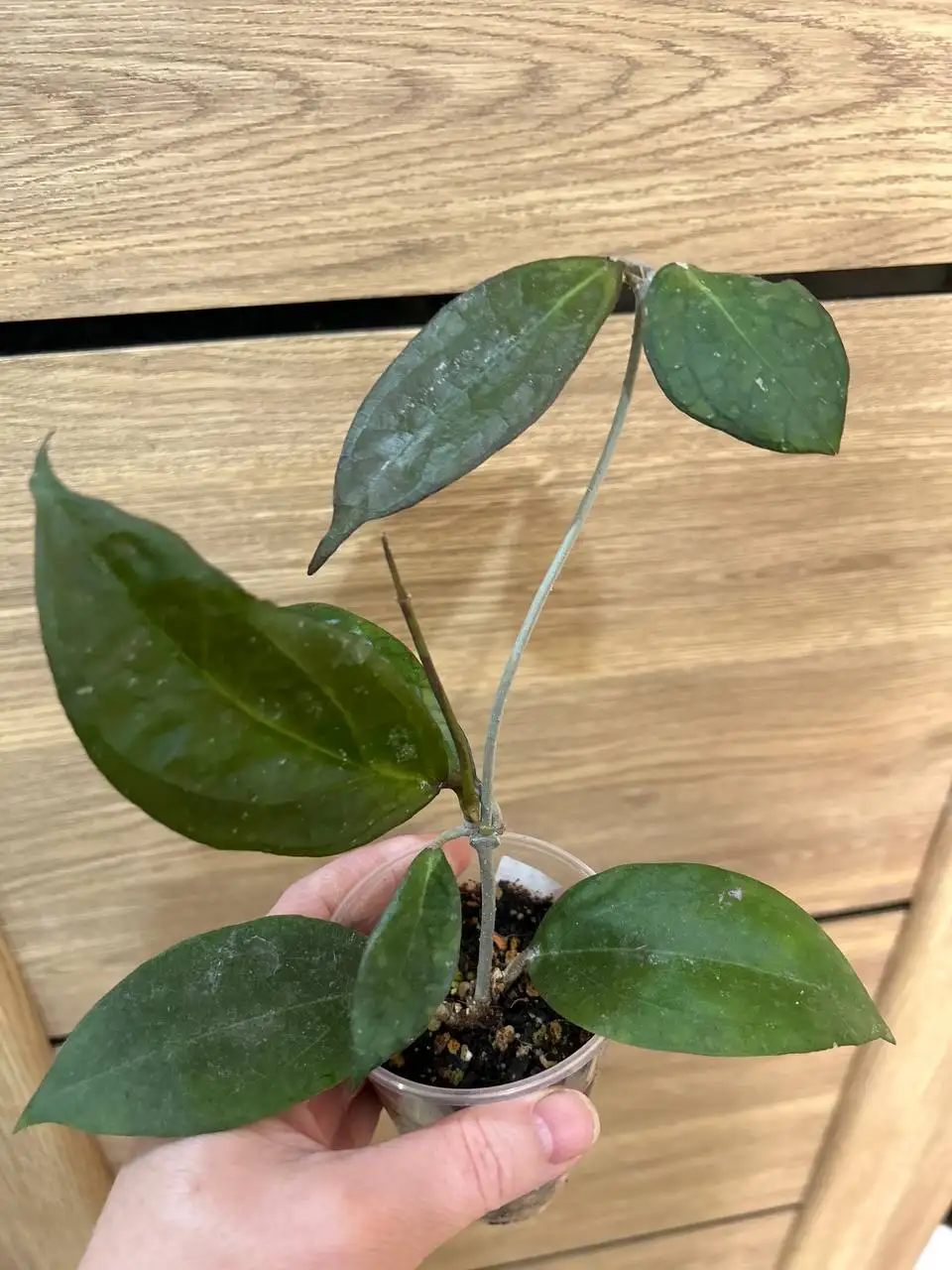 Хойя текила санрайз - Комнатные растения (Хобби и отдых) в Красноярск