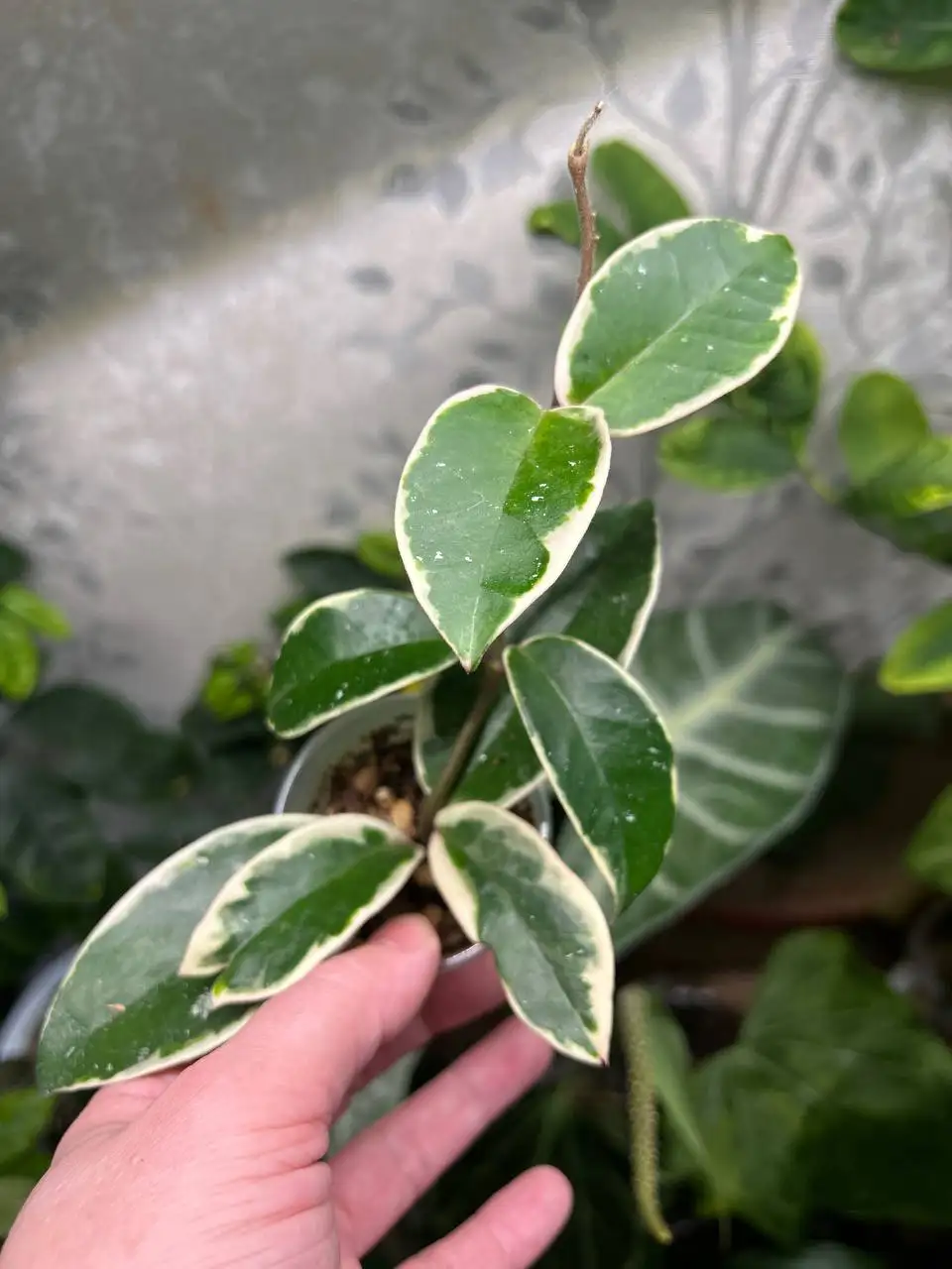 Хойя кримсон квин - Комнатные растения (Хобби и отдых) в Красноярск