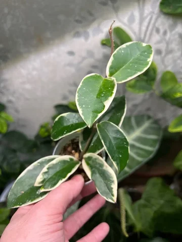 Хойя кримсон квин - Костюмы и атрибутика в Красноярск