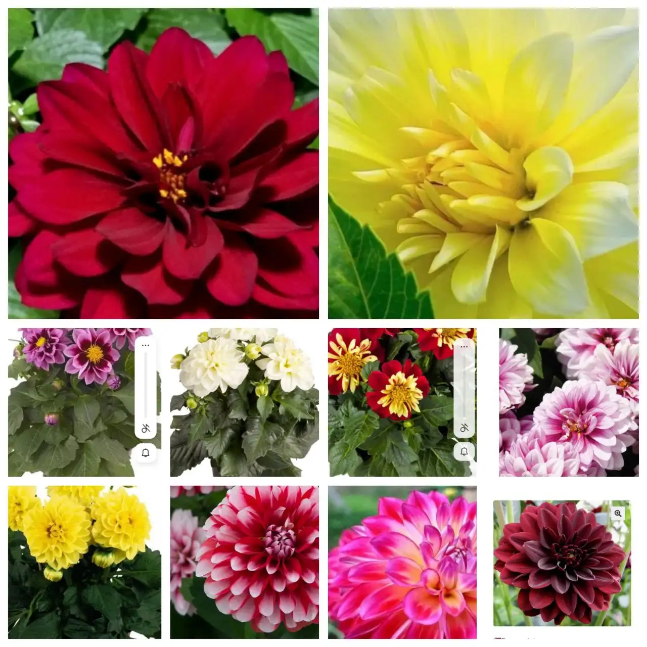 Продажа вегетативных георгинов и растений в Красноярске - Растения (Хобби и отдых) в Красноярск