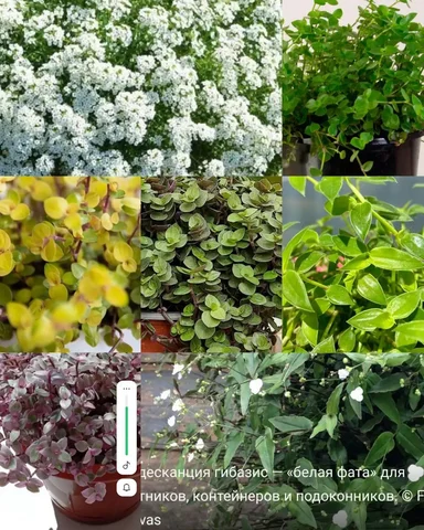 Продажа комнатных растений в Красноярске - Костюмы и атрибутика в Красноярск