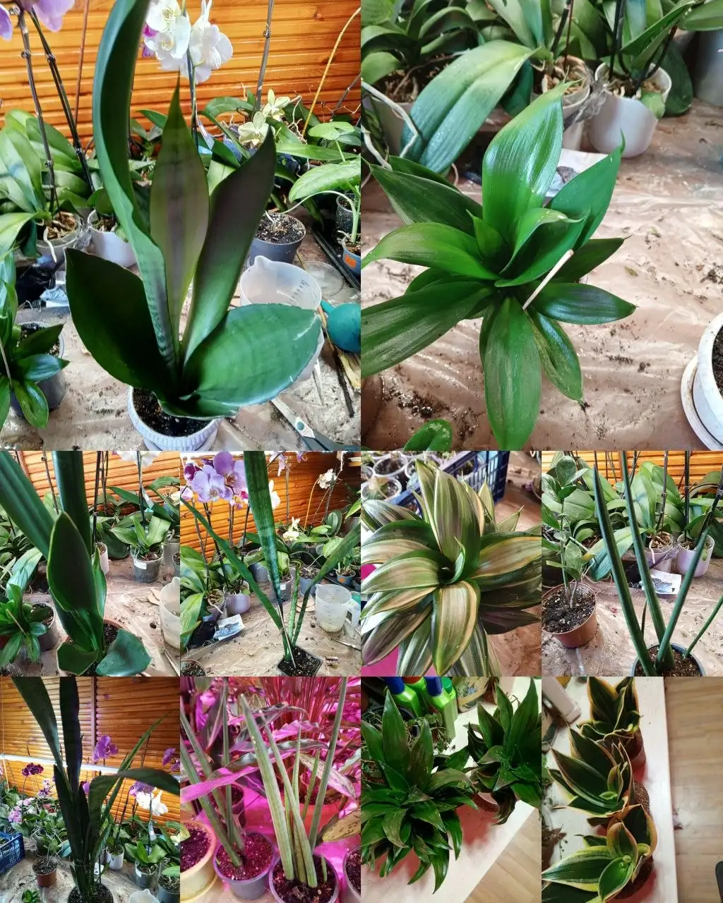 Продам сансевиерию в Красноярске - Комнатные растения (Для дома и дачи) в Красноярск