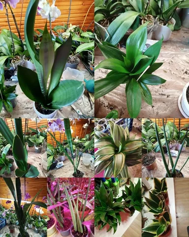 Продам сансевиерию в Красноярске - Топливо в Красноярск