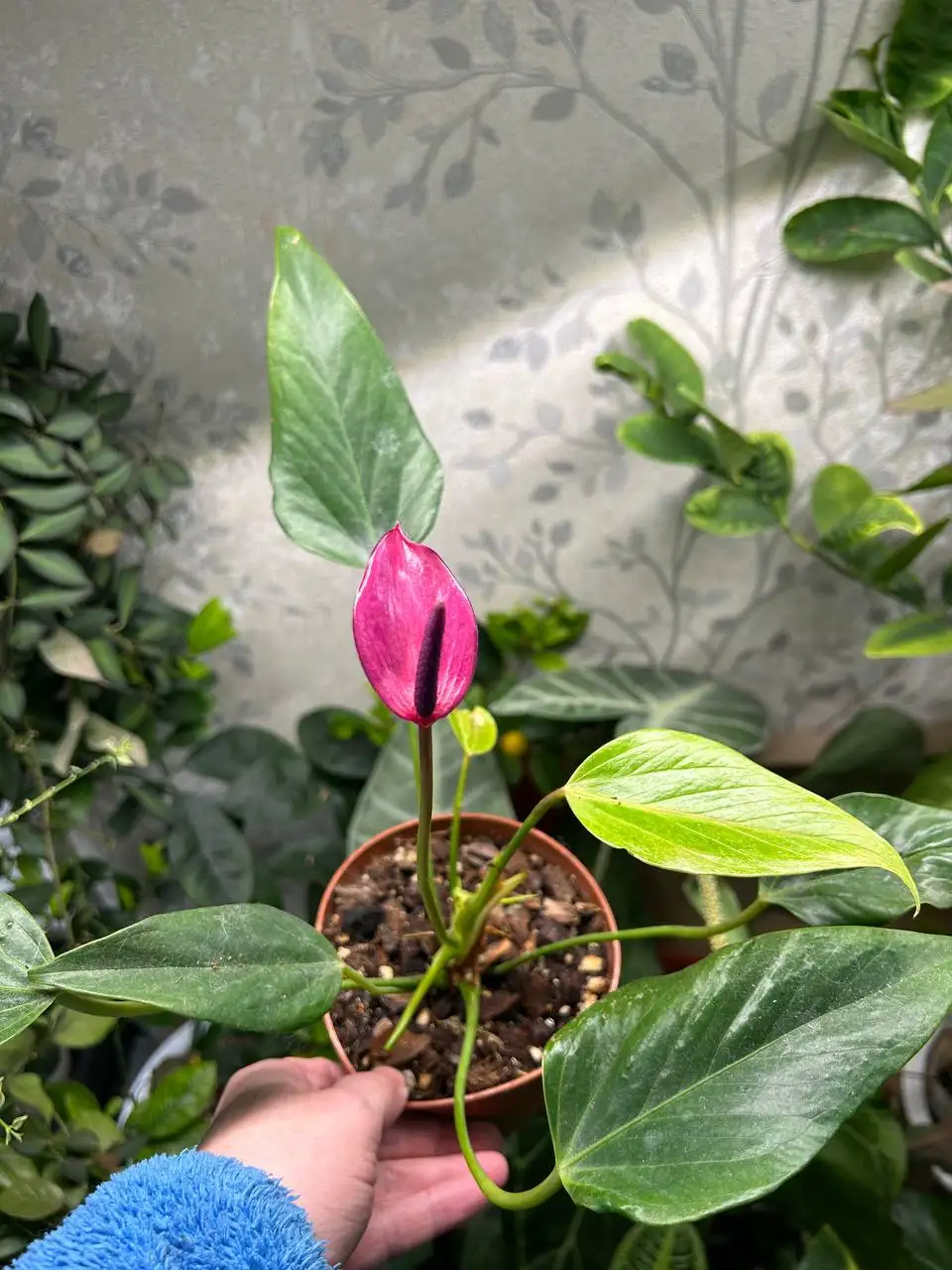 Антуриум Зизу комнатное растение - Комнатные растения (Хобби и отдых) в Красноярск