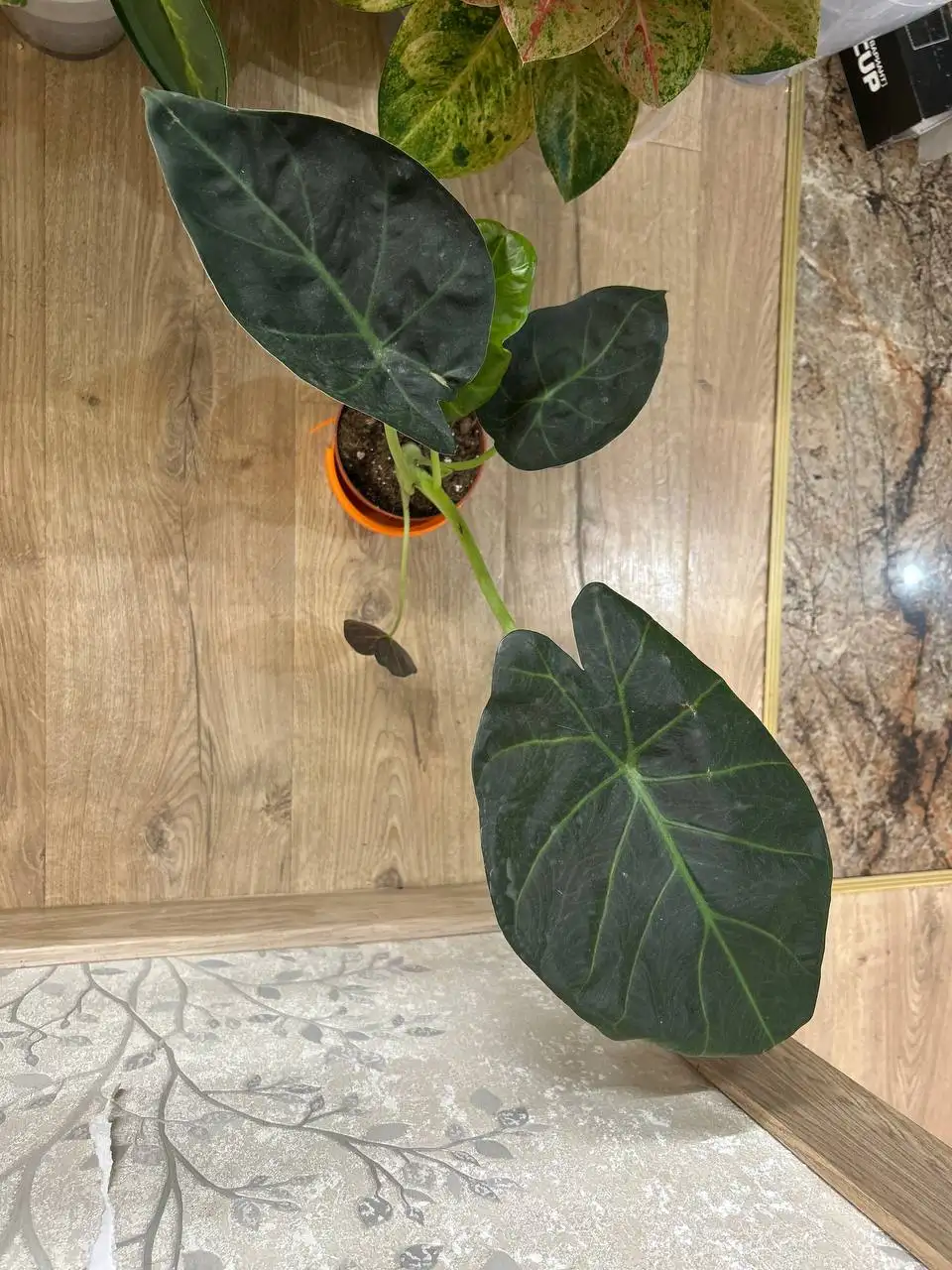 Алоказия регал шилдс клубни - Комнатные растения (Хобби и отдых) в Красноярск