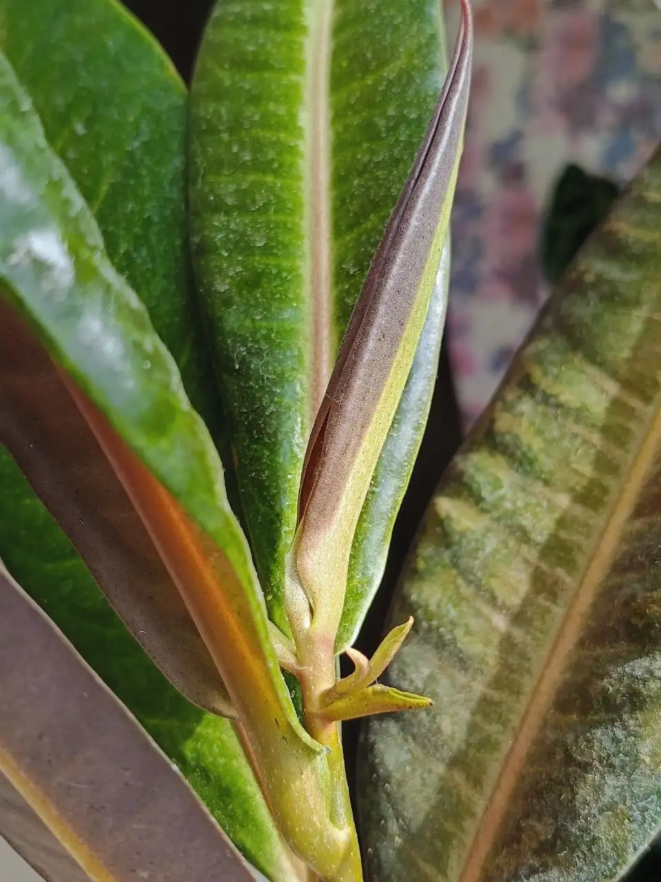 Утренний обход комнатных растений в Красноярске - Комнатные растения (Хобби и отдых) в Красноярск