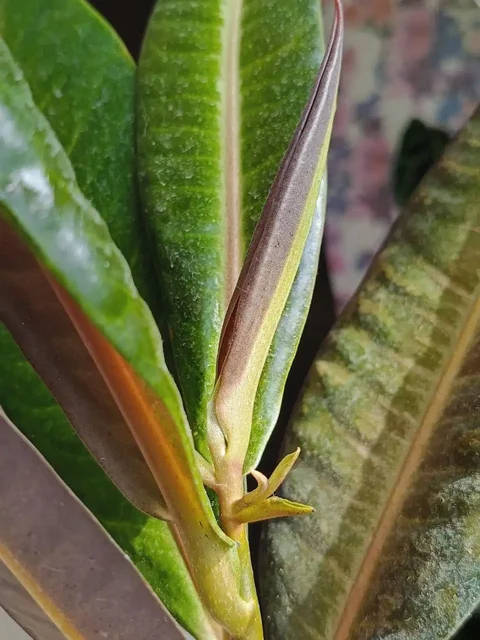 Утренний обход комнатных растений в Красноярске - Костюмы и атрибутика в Красноярск