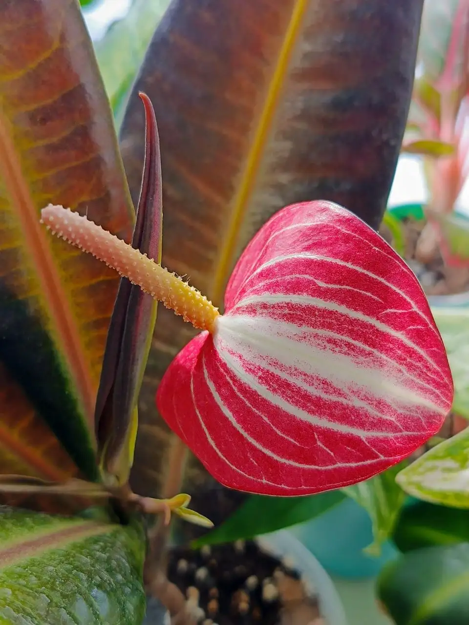 Утренний обход комнатных растений в Красноярске - Комнатные растения (Хобби и отдых) в Красноярск