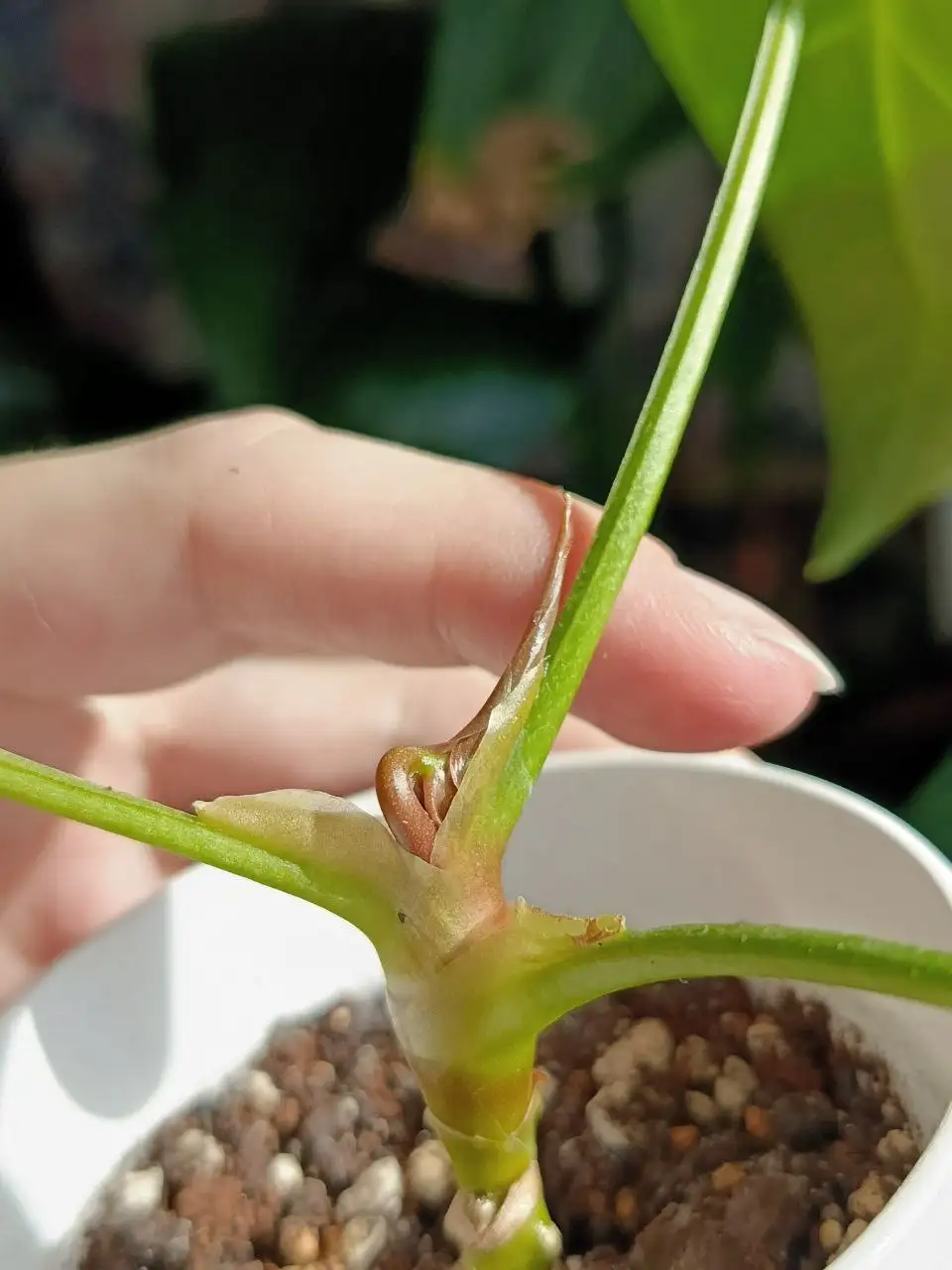 Утренний обход комнатных растений в Красноярске - Комнатные растения (Хобби и отдых) в Красноярск