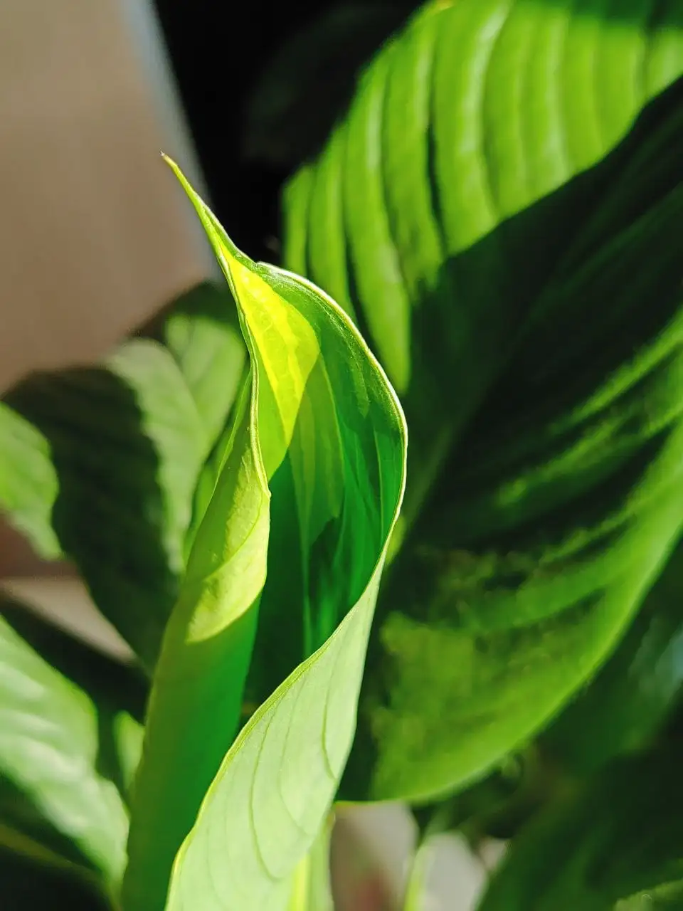 Утренний обход комнатных растений в Красноярске - Комнатные растения (Хобби и отдых) в Красноярск