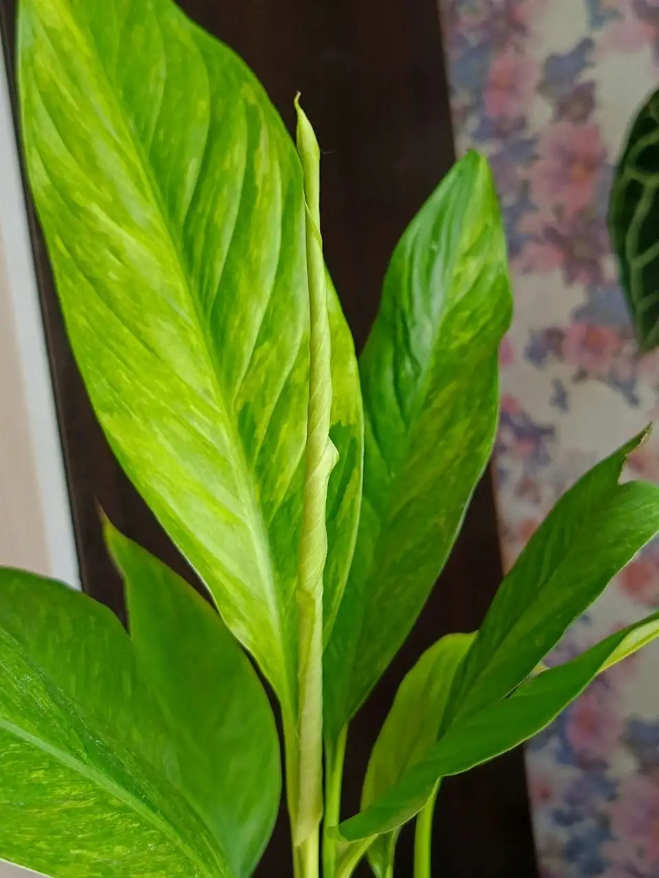 Утренний обход комнатных растений в Красноярске - Комнатные растения (Хобби и отдых) в Красноярск