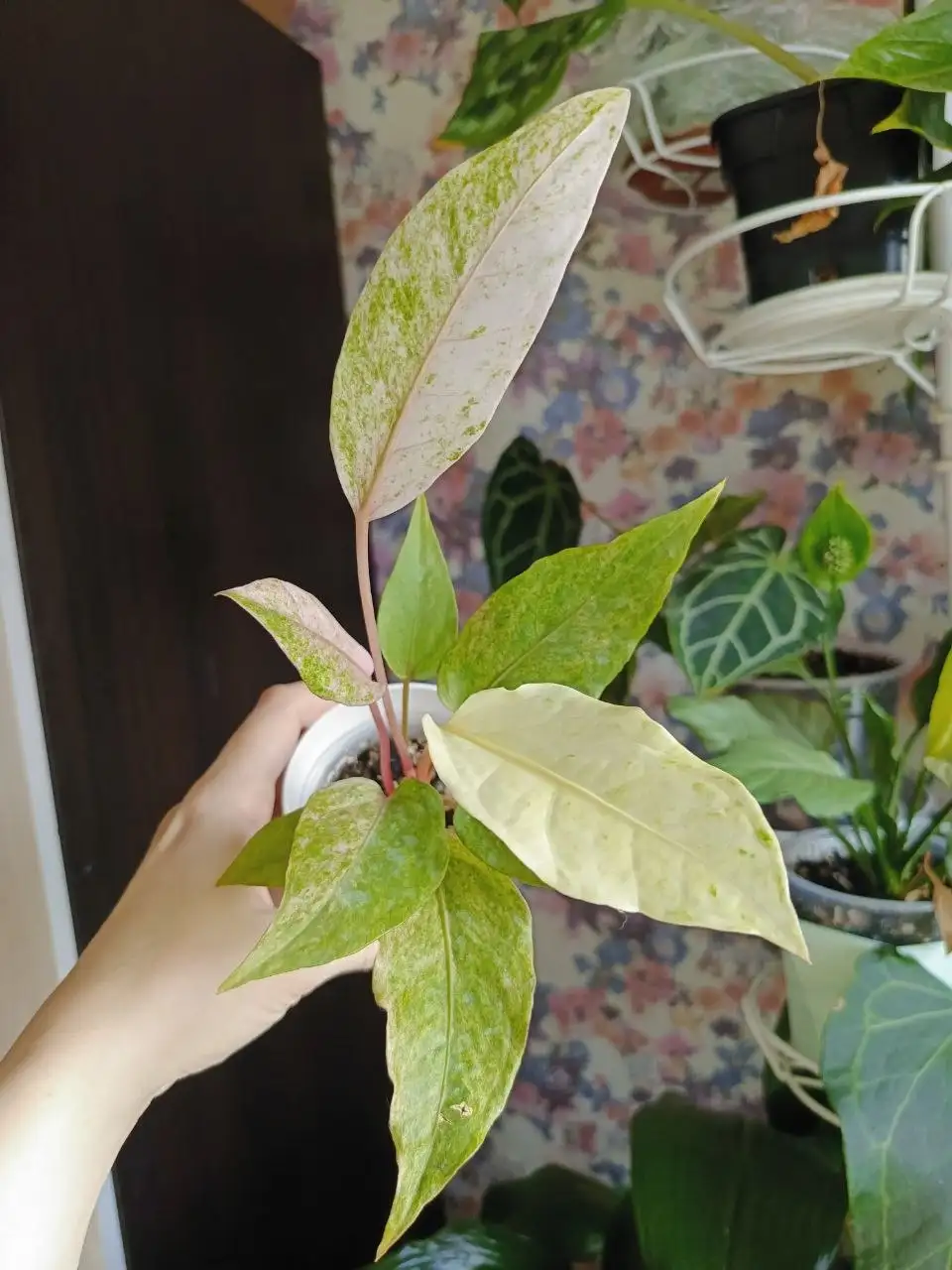 Утренний обход комнатных растений в Красноярске - Комнатные растения (Хобби и отдых) в Красноярск