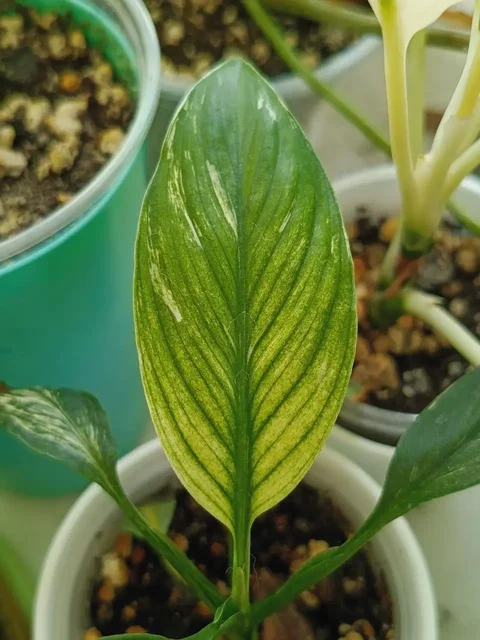 Комнатные растения в Красноярске - частное объявление в Красноярск