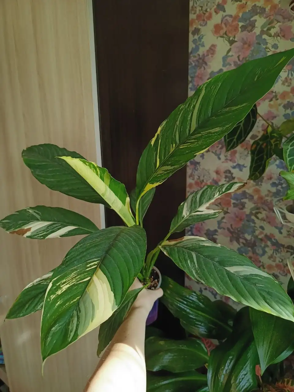 Комнатные растения в Красноярске - Комнатные растения (Хобби и отдых) в Красноярск