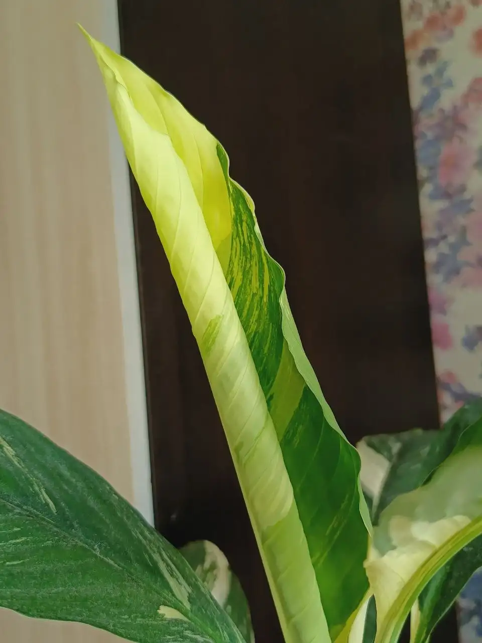 Комнатные растения в Красноярске - Комнатные растения (Хобби и отдых) в Красноярск