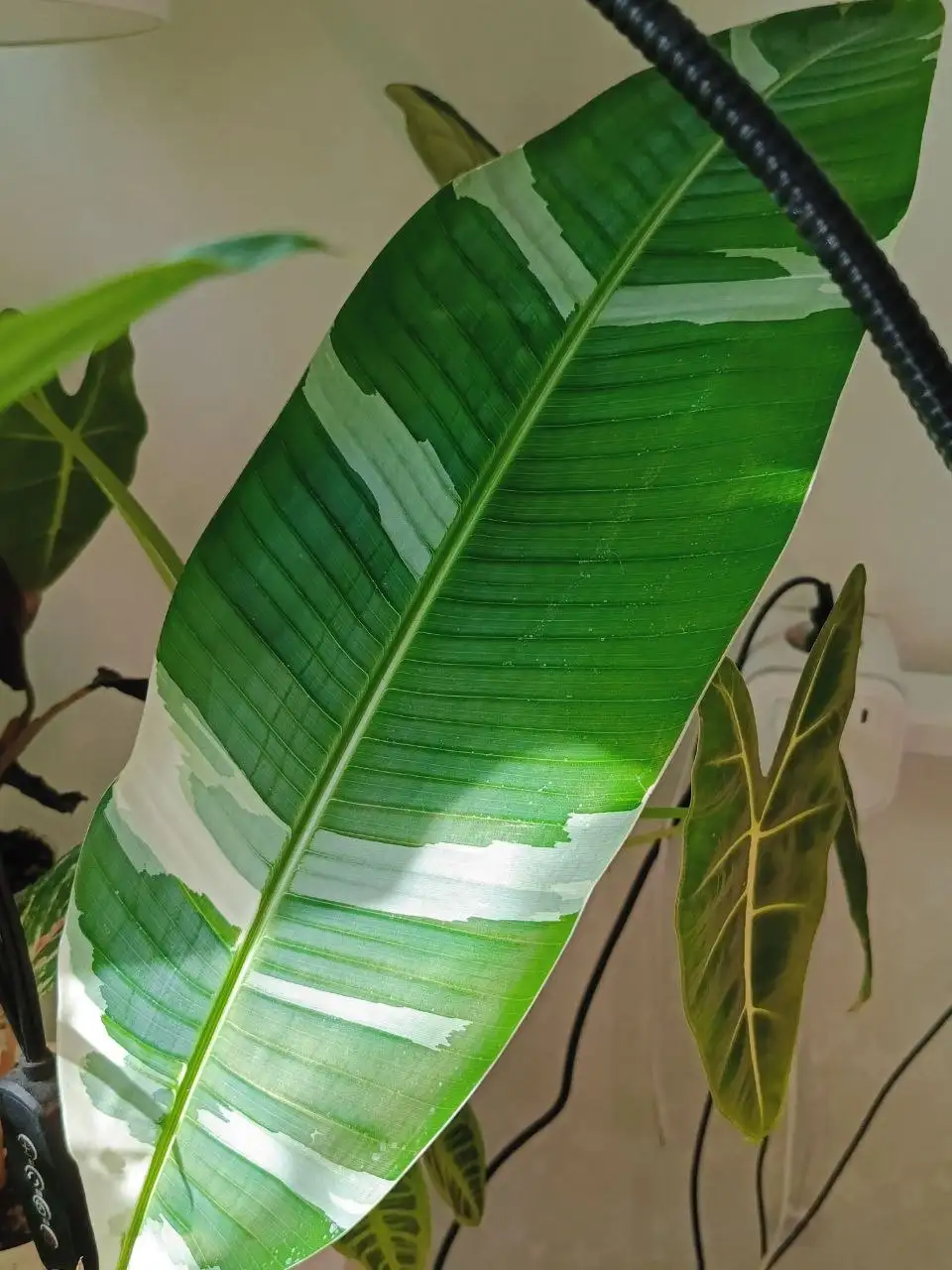 Комнатные растения в Красноярске - Комнатные растения (Хобби и отдых) в Красноярск