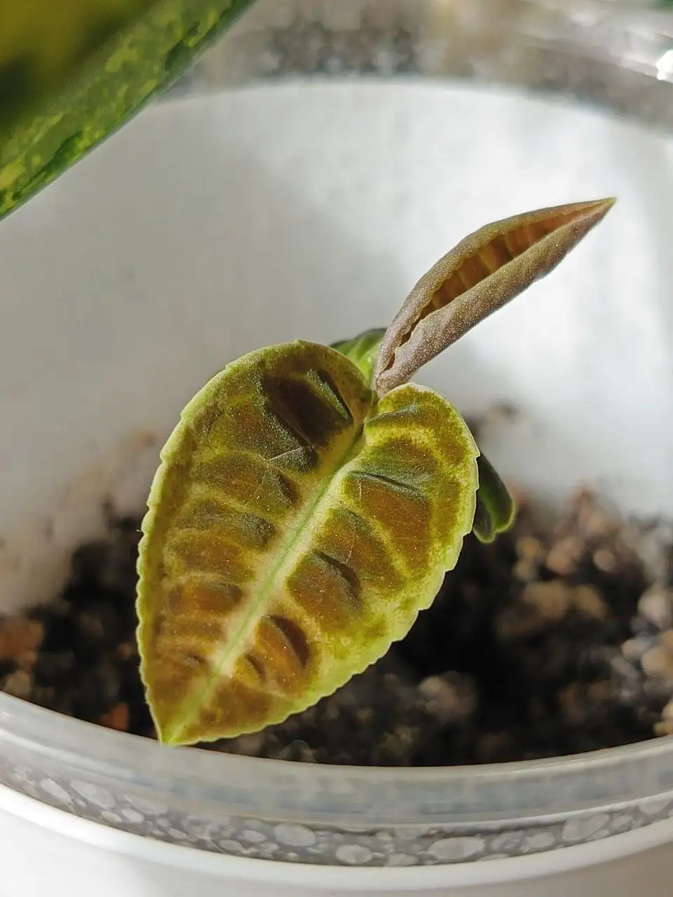 Комнатные растения в Красноярске - Комнатные растения (Хобби и отдых) в Красноярск