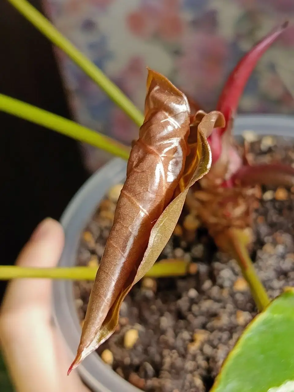 Комнатные растения в Красноярске - Комнатные растения (Хобби и отдых) в Красноярск