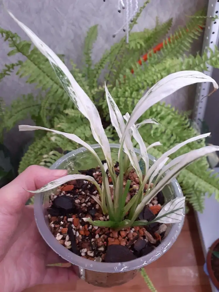 Спатифиллум Нью ван с 4 детками - Комнатные растения (Хобби и отдых) в Красноярск