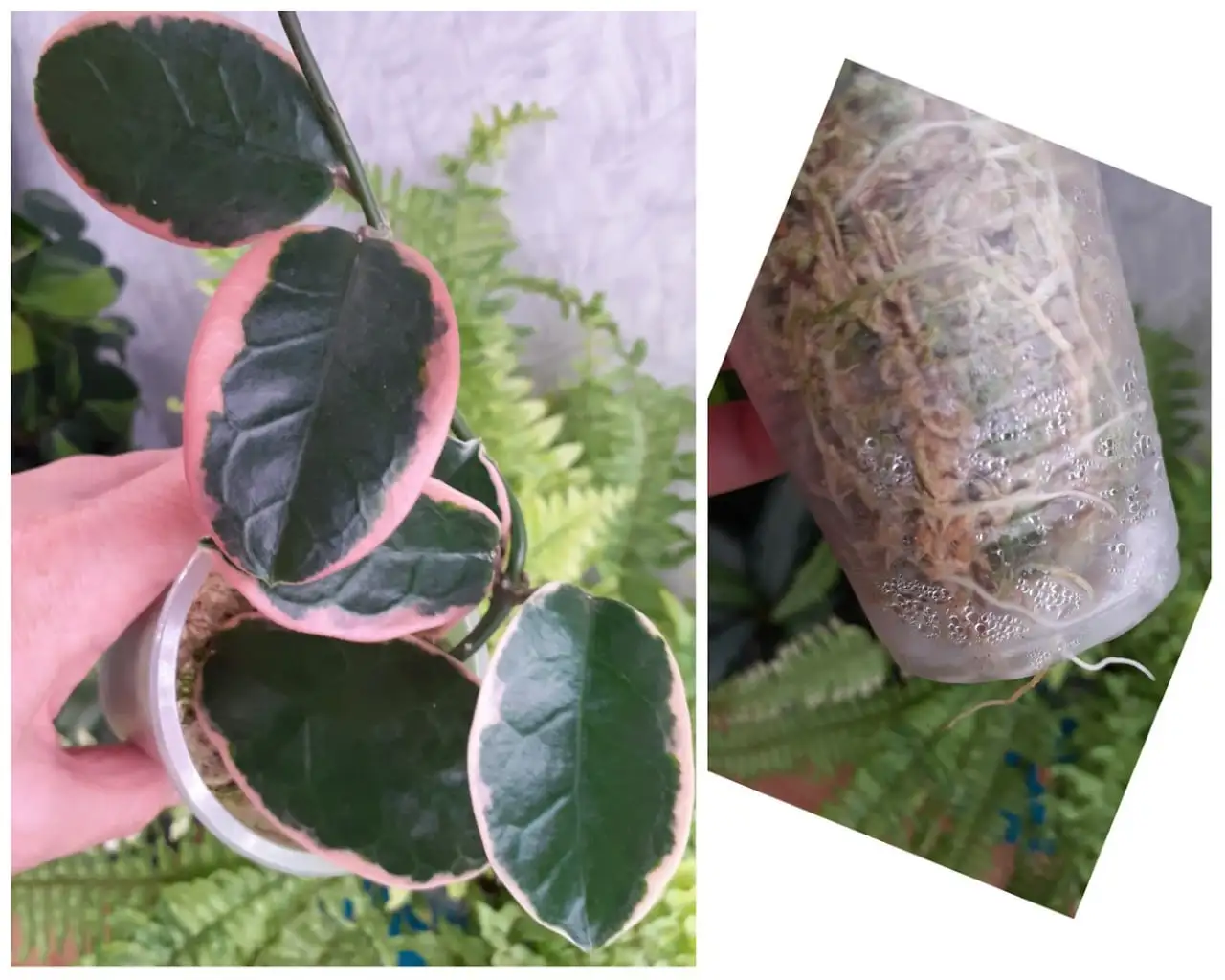 Хойя Аустралис Блонде черенок - Комнатные растения (Хобби и отдых) в Красноярск