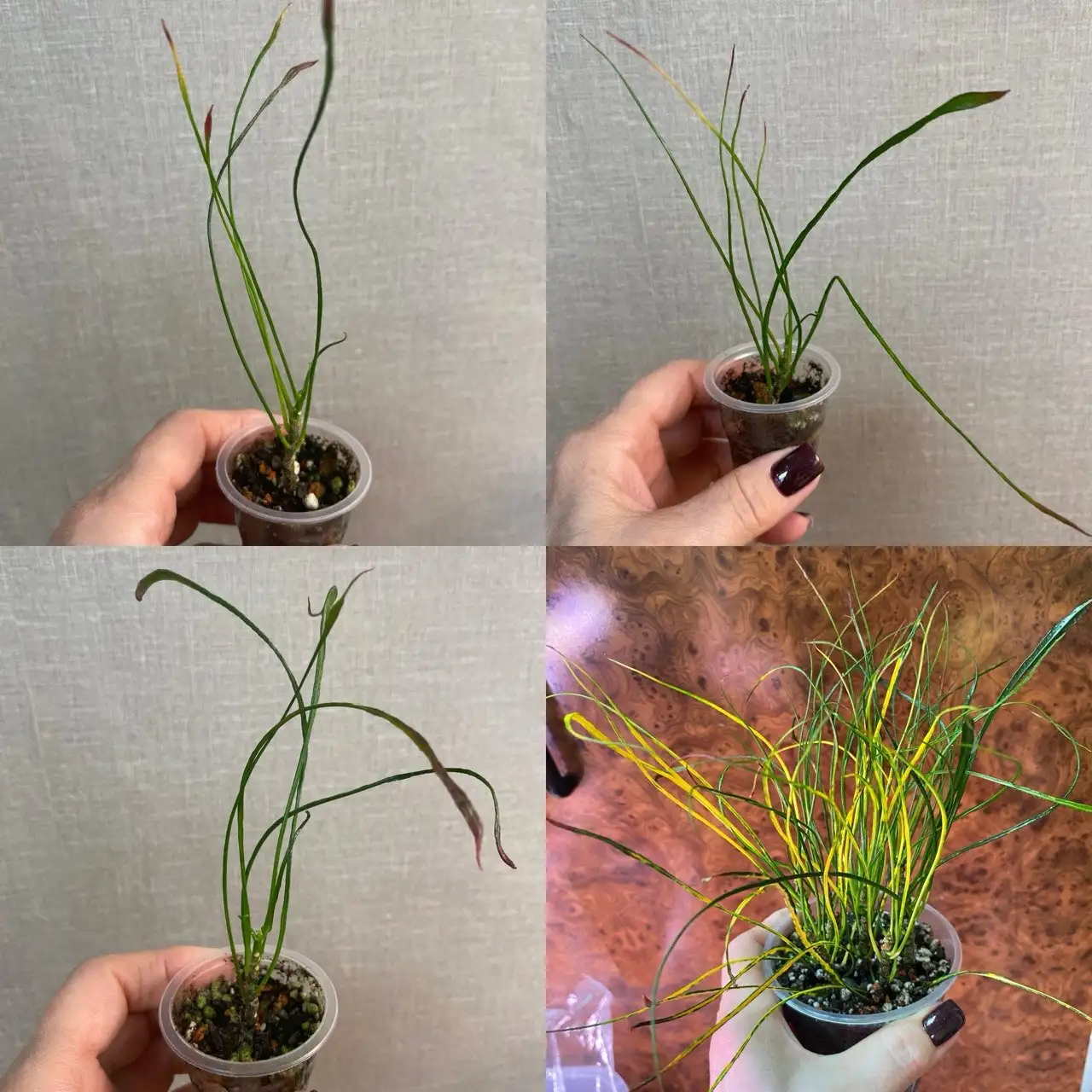 Кротон Кисть Пикассо детки - Комнатные растения (Хобби и отдых) в Красноярск