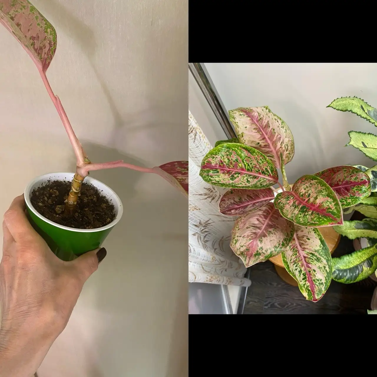 Аглаонема 10 карат - Комнатные растения (Хобби и отдых) в Красноярск