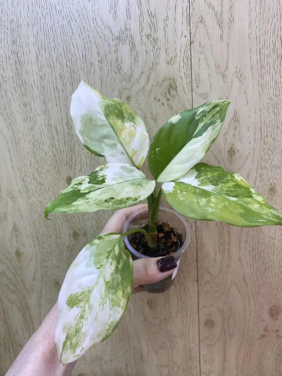 Аглаонема Модестум Спилт милк - Комнатные растения (Хобби и отдых) в Красноярск