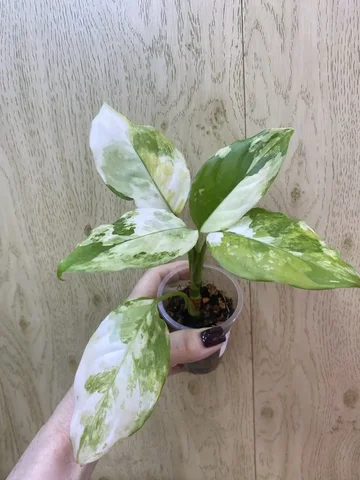 Аглаонема Модестум Спилт милк - Костюмы и атрибутика в Красноярск