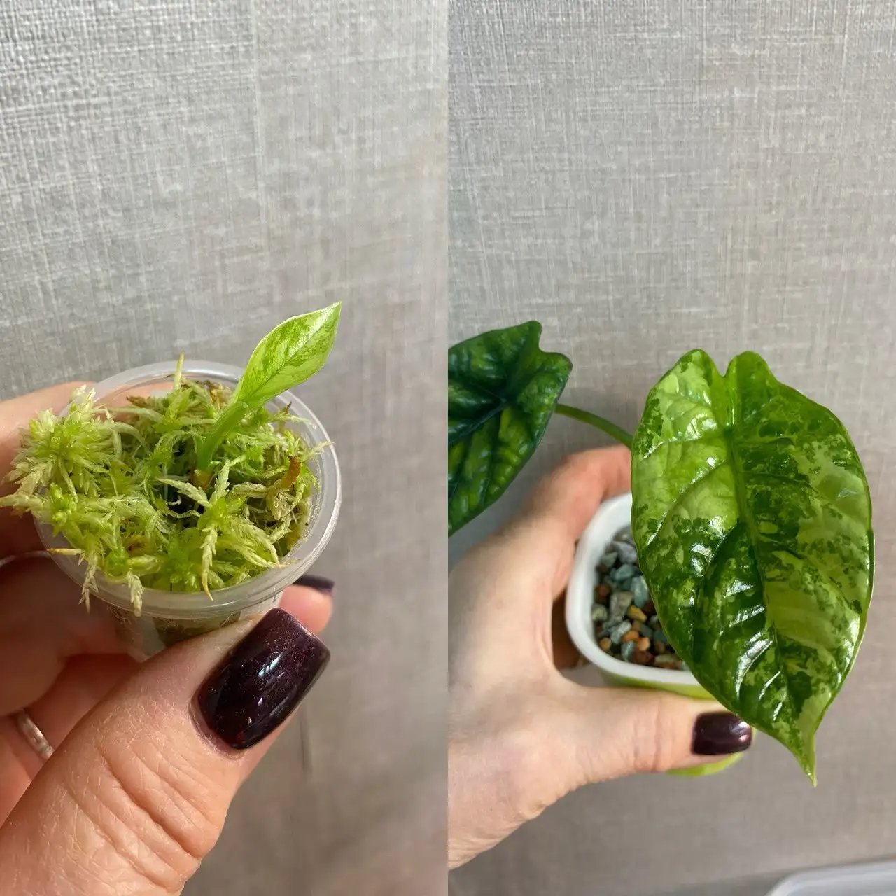 Алоказия Синуата вариегатная, детка из клубня слева - Комнатные растения (Хобби и отдых) в Красноярск