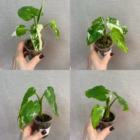 Шизматоглоттис вариегатный комнатное растение - Костюмы и атрибутика в Красноярск