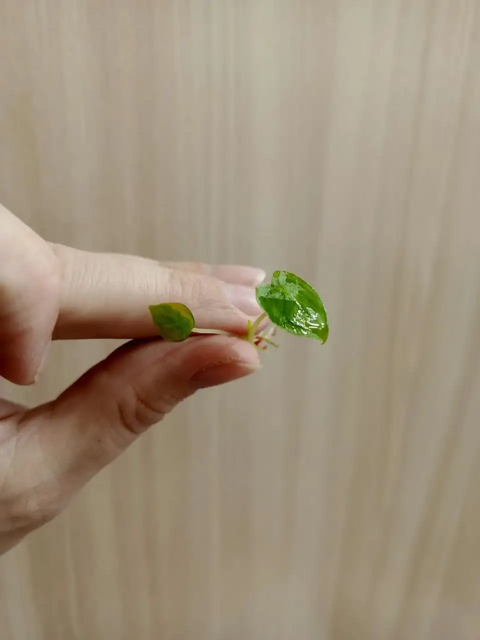 Комнатные растения микробиология - Комнатные растения (Хобби и отдых) в Красноярск