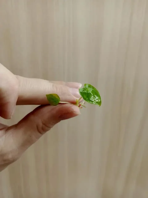 Комнатные растения микробиология - Костюмы и атрибутика в Красноярск