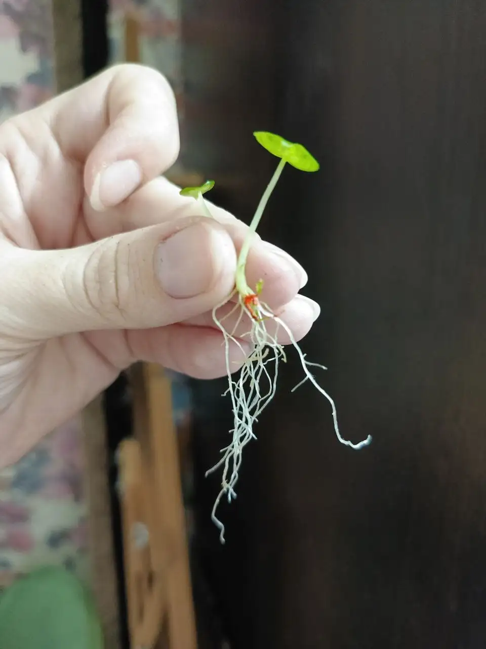 Комнатные растения микробиология - Комнатные растения (Хобби и отдых) в Красноярск