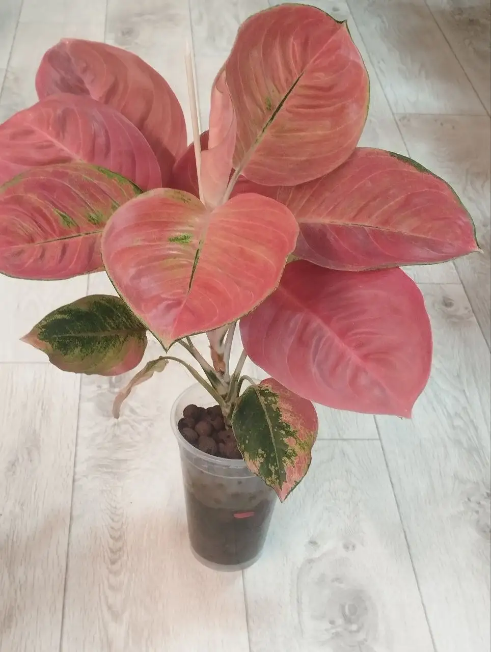 Комнатные растения в Красноярске - Комнатные растения (Хобби и отдых) в Красноярск