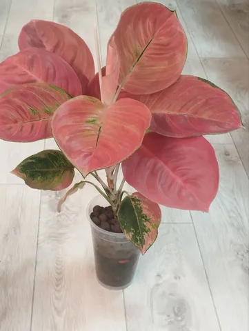 Комнатные растения в Красноярске - Костюмы и атрибутика в Красноярск