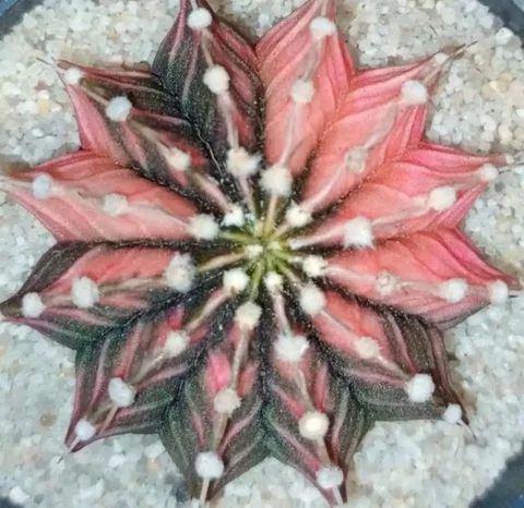 Закупка кактусов, суккулентов и ароидных растений из Таиланда - Костюмы и атрибутика в Красноярск