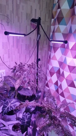 Комнатные растения - Костюмы и атрибутика в Красноярск