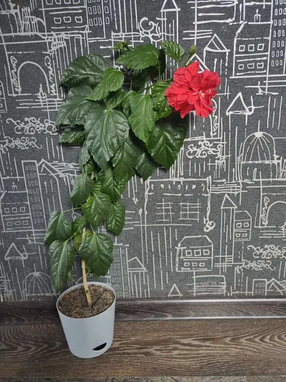 Продам Гибискус комнатный - Комнатные растения (Хобби и отдых) в Красноярск