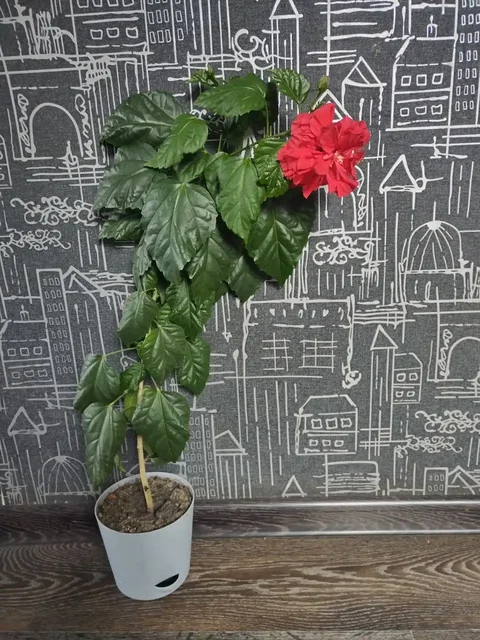 Продам Гибискус комнатный - Костюмы и атрибутика в Красноярск