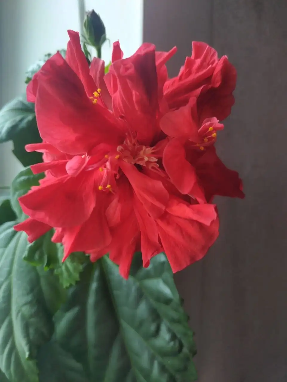 Продам Гибискус комнатный - Комнатные растения (Хобби и отдых) в Красноярск