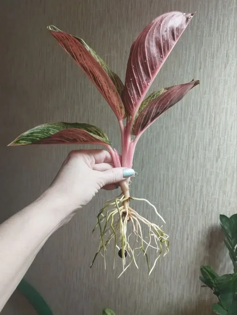 Продам детку Кресна Голд мутация - Костюмы и атрибутика в Красноярск