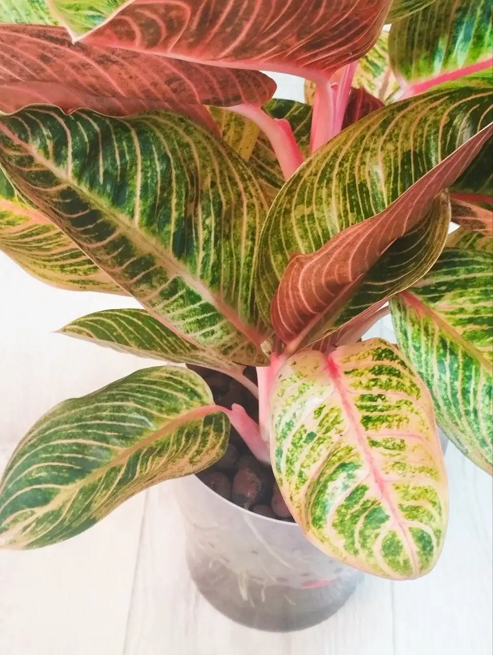 Продам детку Кресна Голд мутация - Комнатные растения (Хобби и отдых) в Красноярск