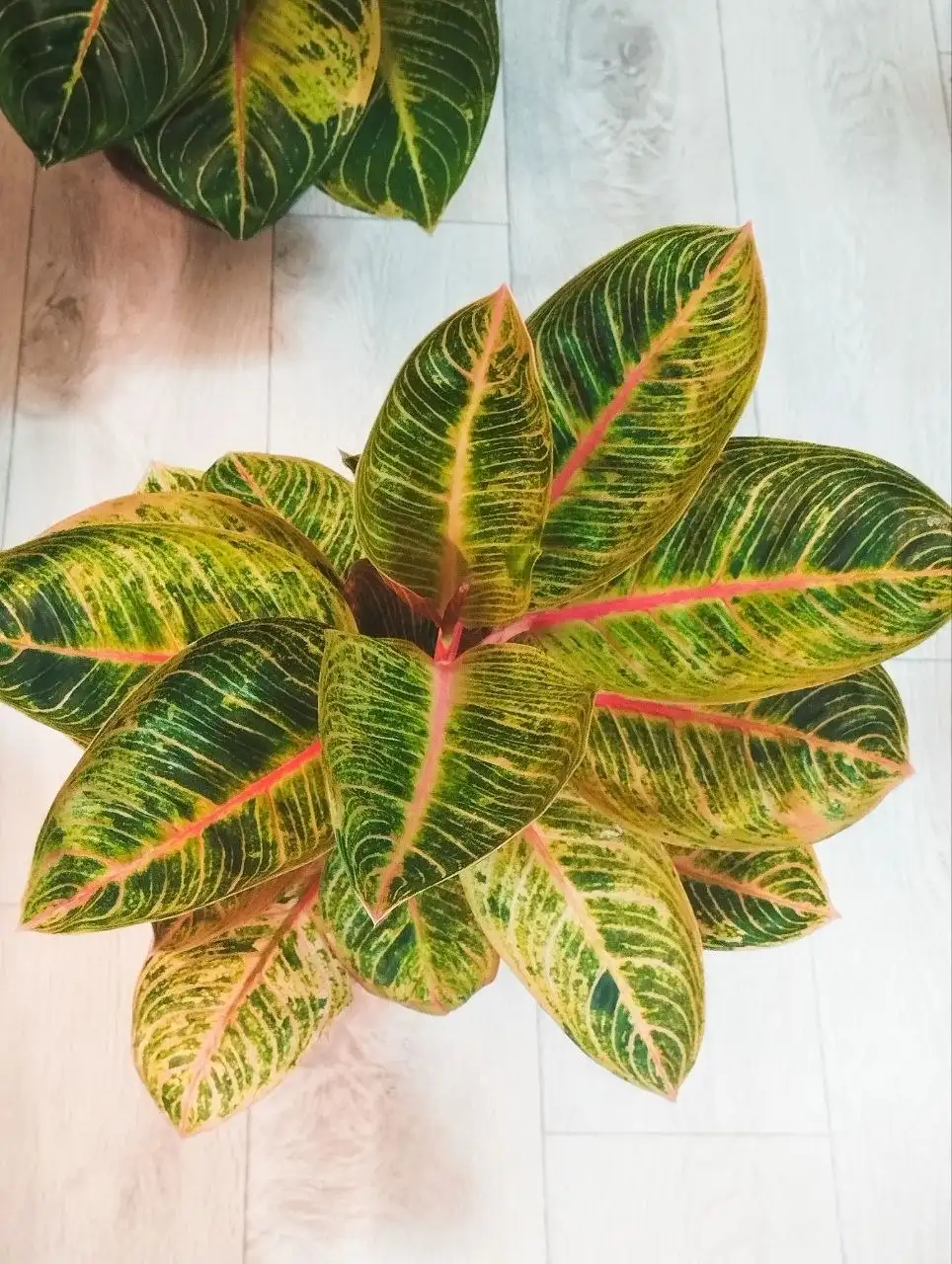 Продам детку Кресна Голд мутация - Комнатные растения (Хобби и отдых) в Красноярск