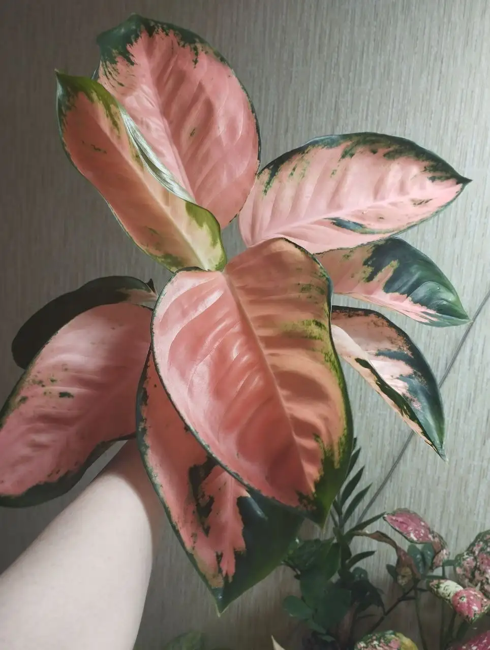 Комнатные растения в Красноярске - Комнатные растения (Хобби и отдых) в Красноярск